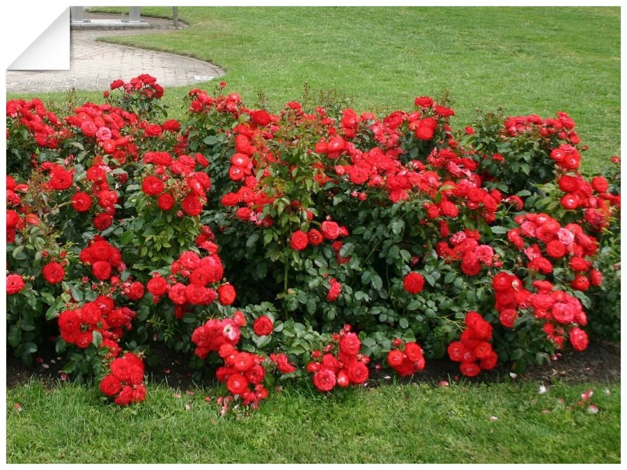 Planten um Blomen